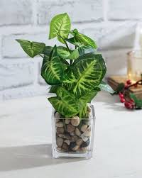 money plant